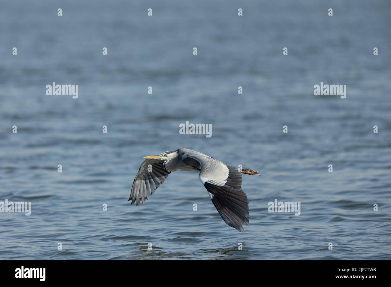 Common grey heron flying above water at tubli bay, Bahrain Stock Photo