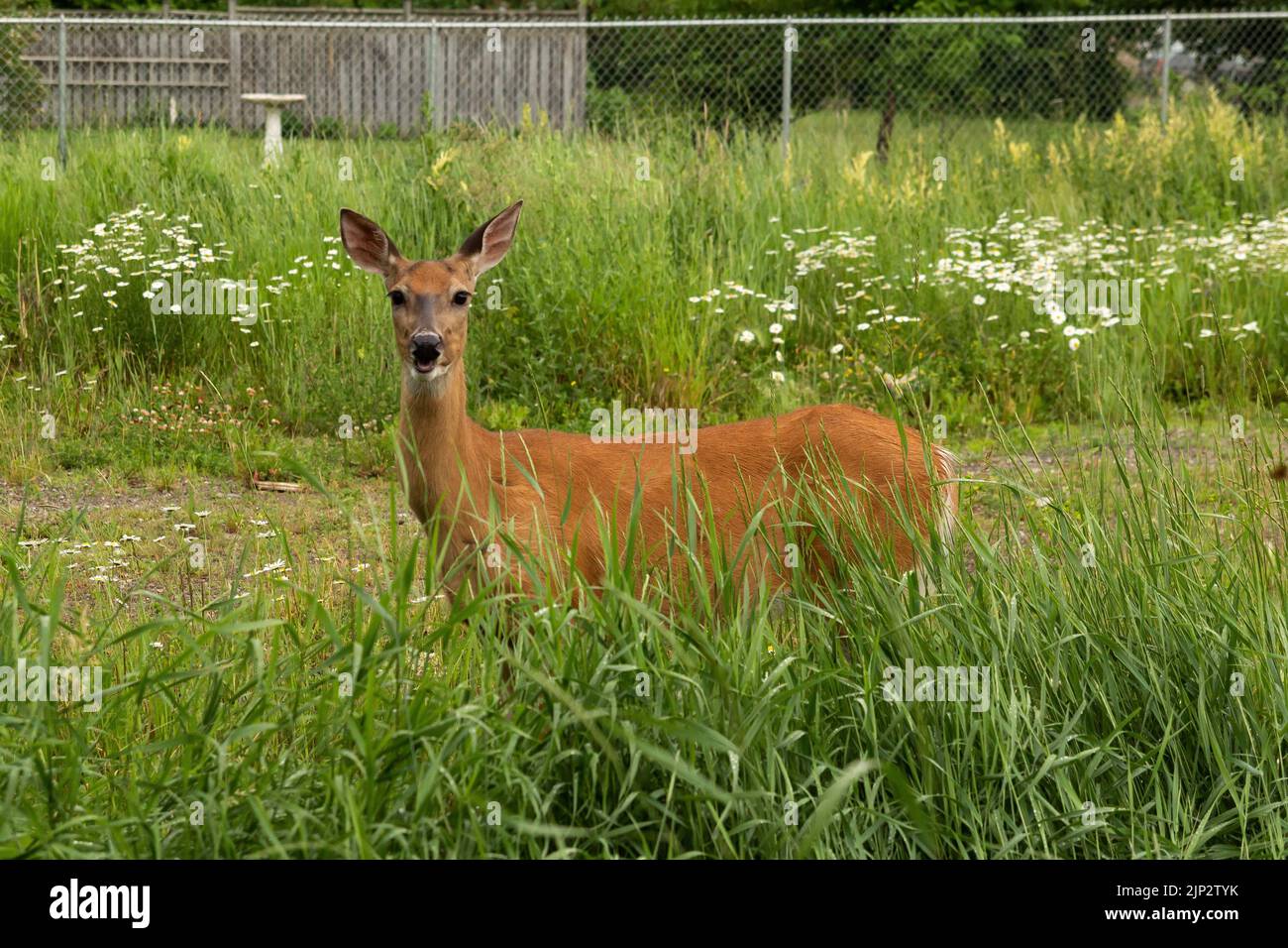 White-tailed deer in the yard in the city in Northwestern Ontario Stock Photo