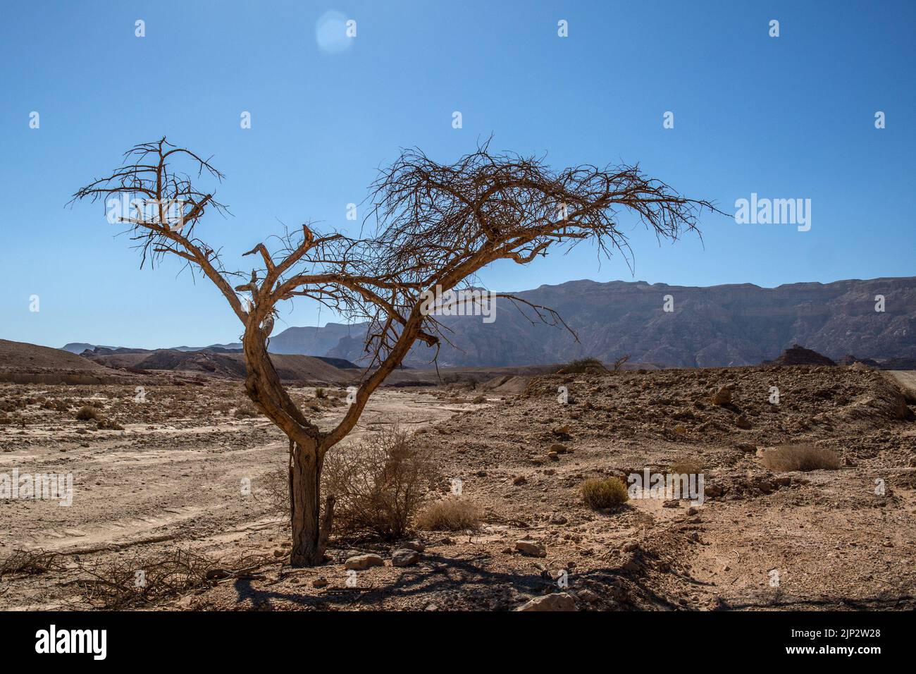 An acacia tree in the Negev Desert, Southern Israel Stock Photo Alamy