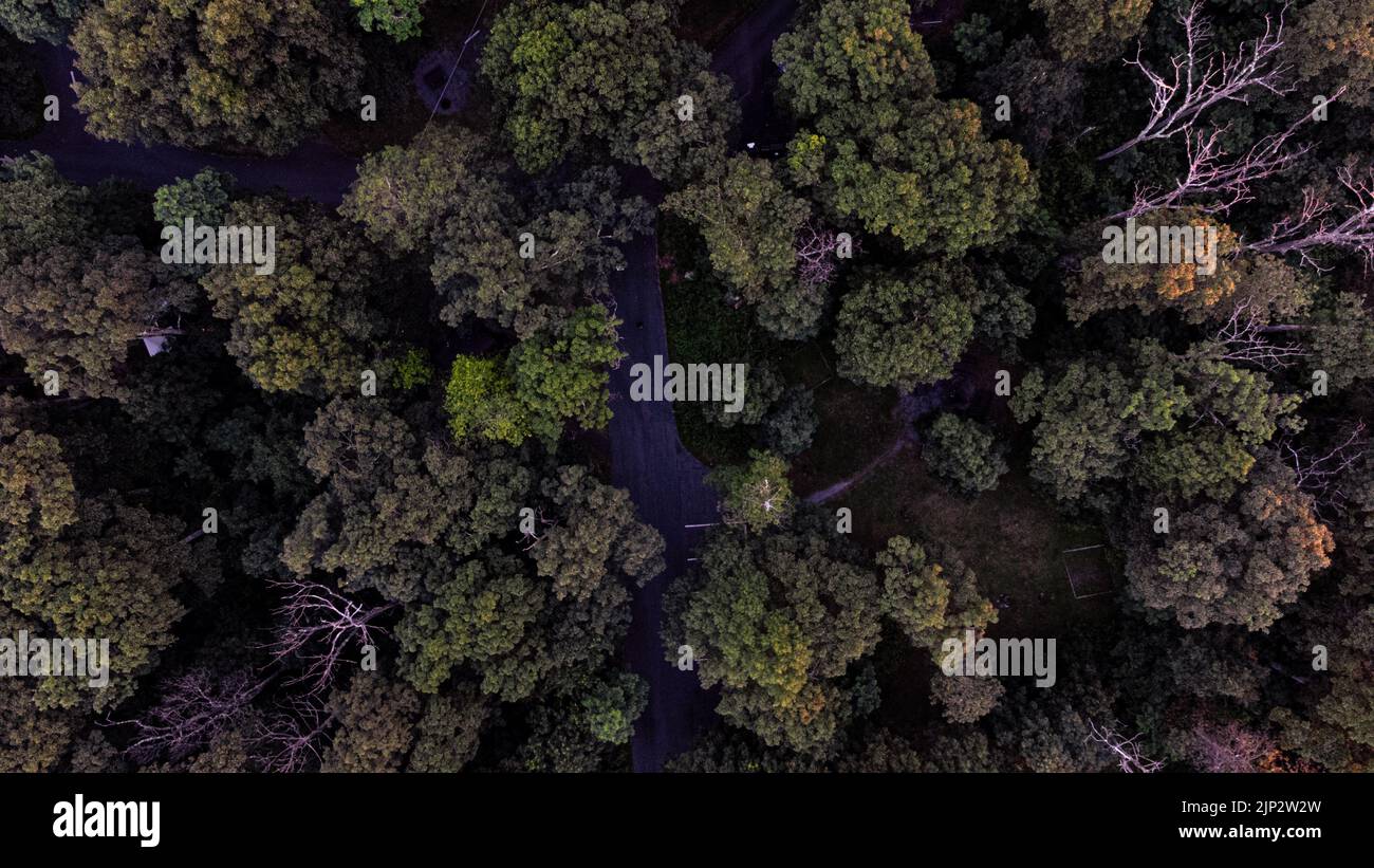 An aerial view of green forest Stock Photo - Alamy