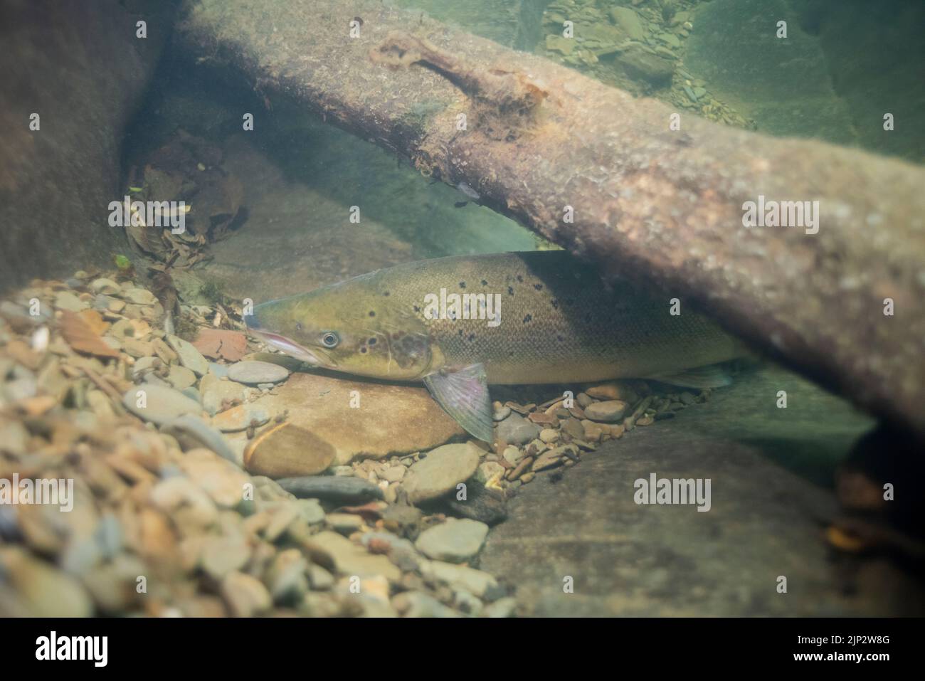 A salmon (Salmo salar) takes refuge under woody debris in a deep pool in the River Cothi during the heat wave on 13th August  2002. Wales, UK. Stock Photo