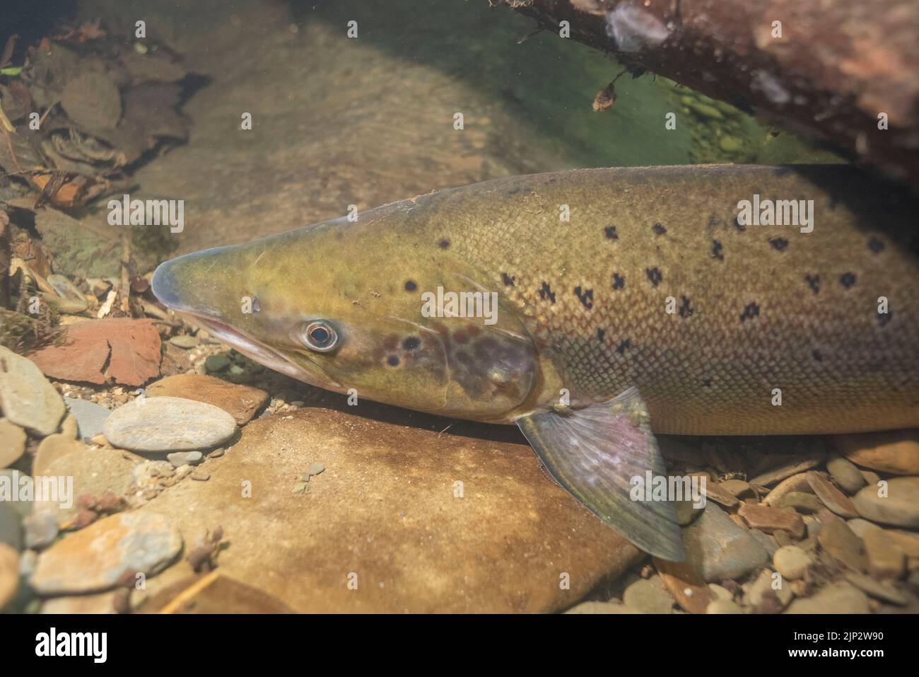A salmon (Salmo salar) takes refuge under woody debris in a deep pool in the River Cothi during the heat wave on 13th August  2002. Wales, UK. Stock Photo