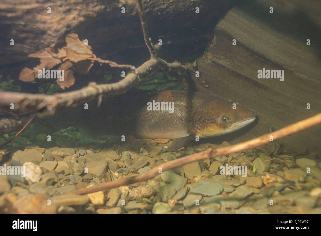 A freshly run salmon (Salmo salar) with sea lice takes refuge under woody debris in a deep pool in the River Cothi during the heat wave summer 2022 Stock Photo