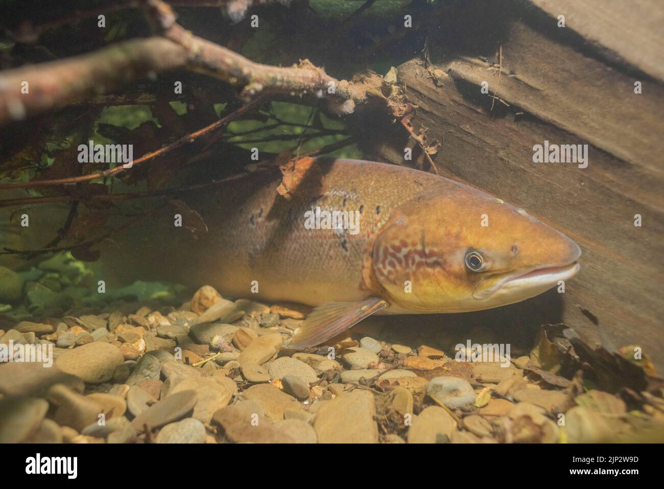 A freshly run salmon (Salmo salar) with sea lice takes refuge under woody debris in a deep pool in the River Cothi during the heat wave summer 2022 Stock Photo