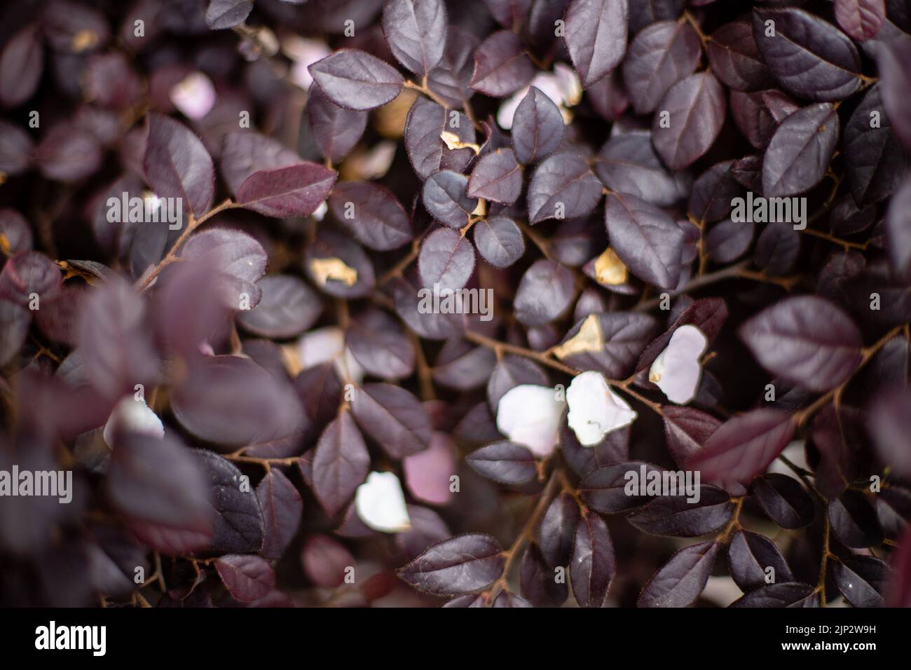 Tree with purple leaves hi-res stock photography and images - Alamy