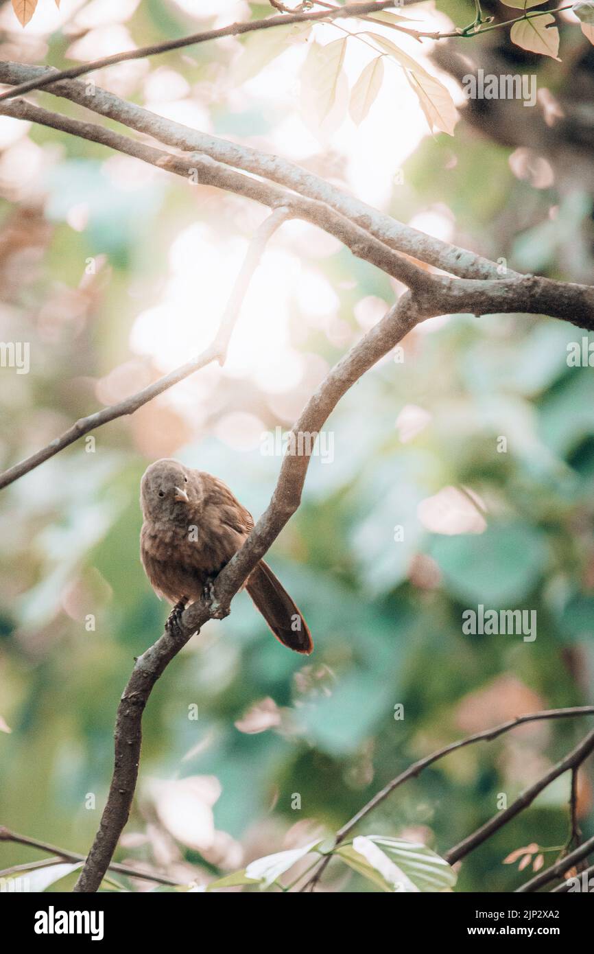 A jungle babbler (Argya striata) on a tree Stock Photo
