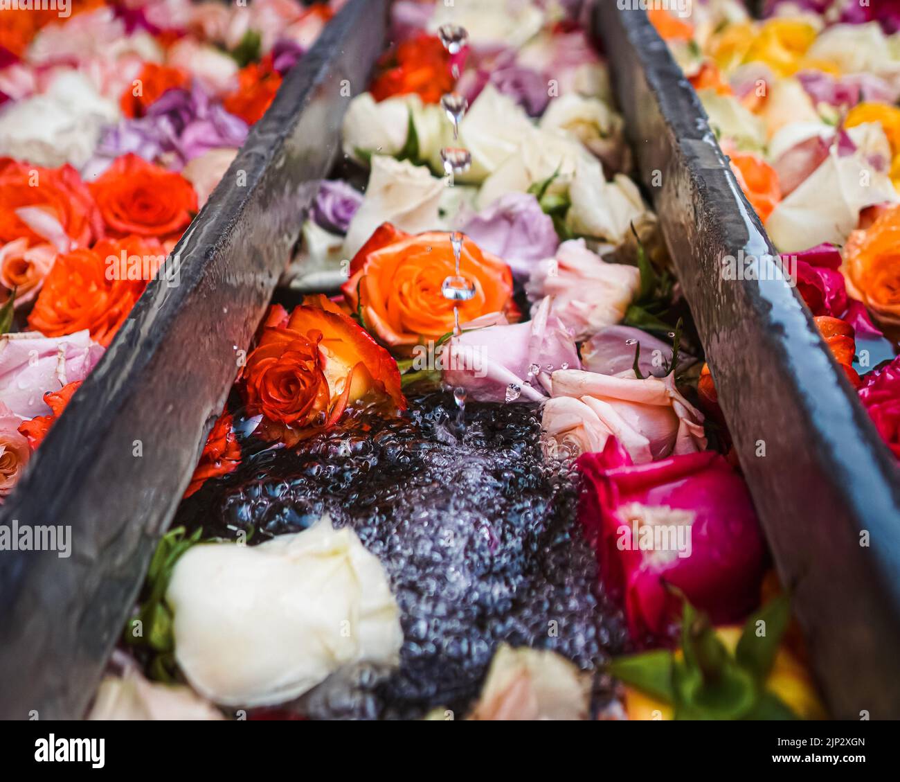 A selective of Zurich fountain roses for Pentecost Stock Photo Alamy