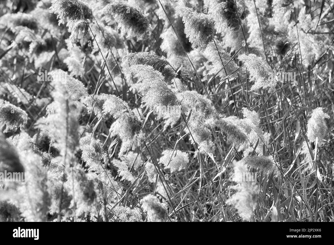 A grayscale of breezy reeds in Zamora, Spain Stock Photo
