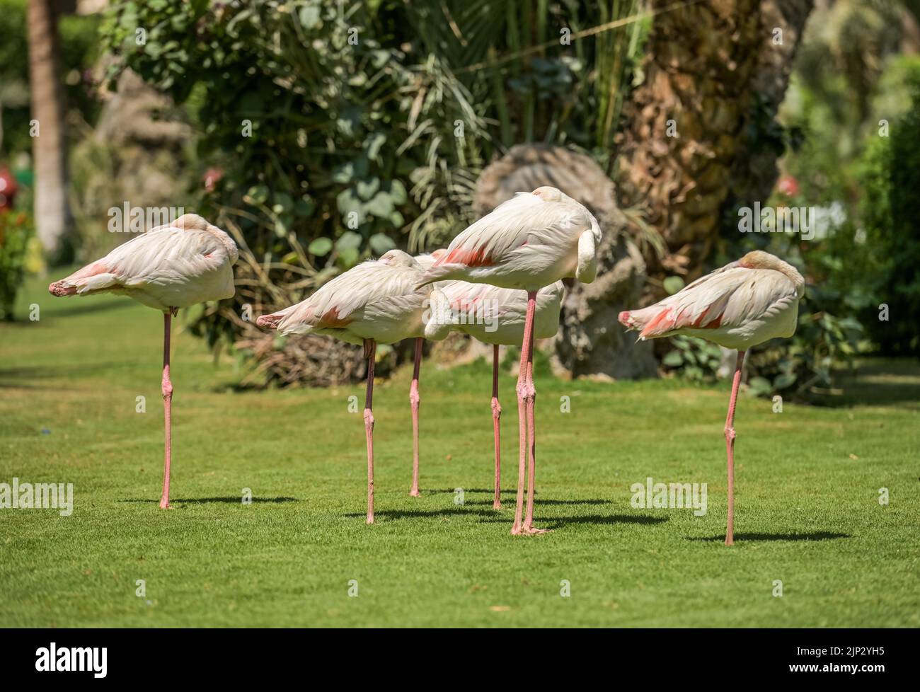 Flamingos, Garten, Hotel Winter Palace, Luxor, Ägypten Stock Photo