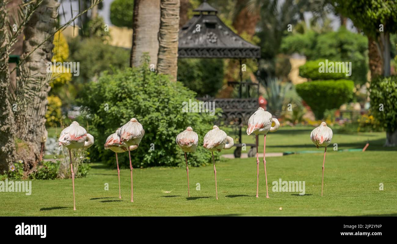 Flamingos, Garten, Hotel Winter Palace, Luxor, Ägypten Stock Photo