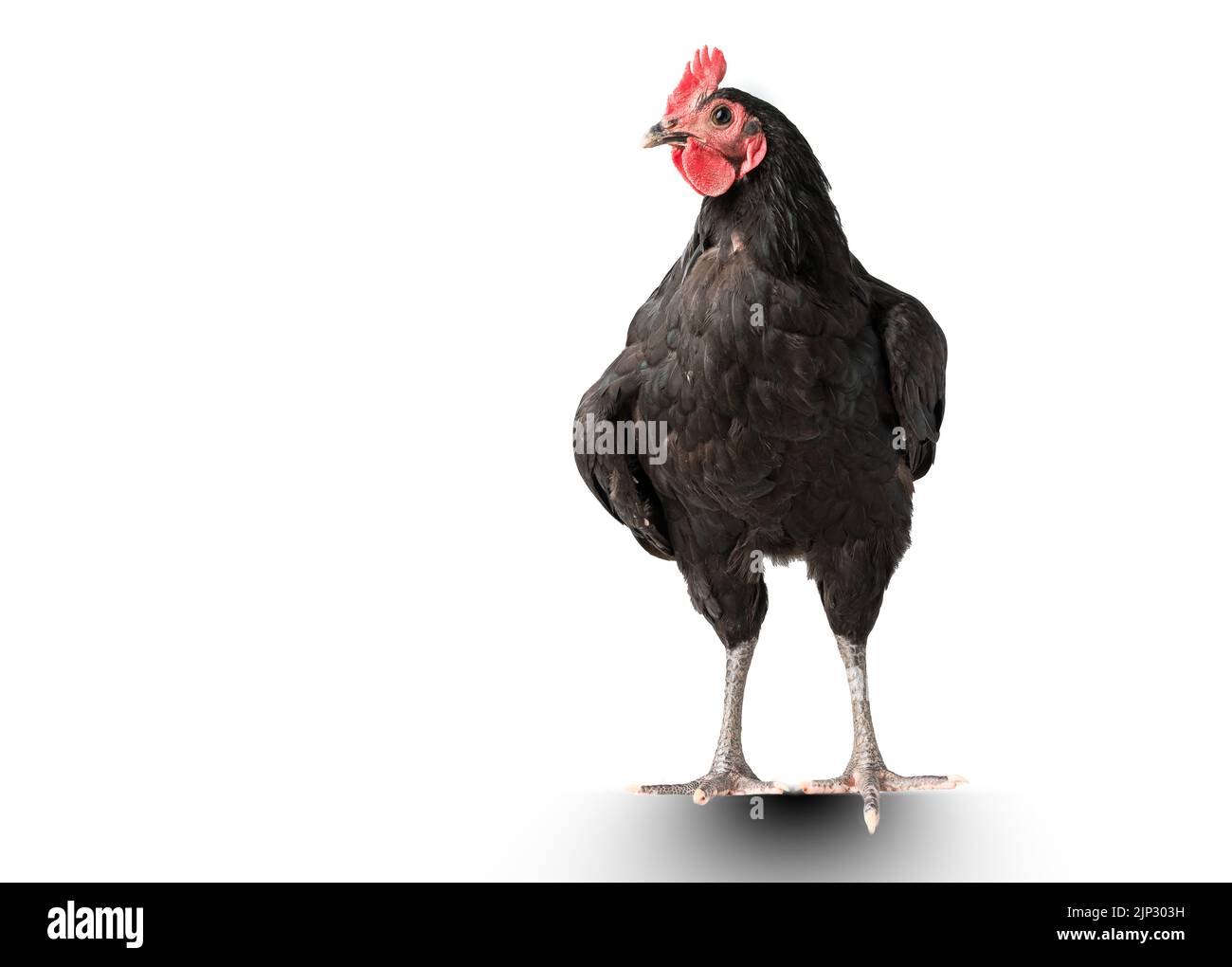 chicken have red comb. Black australorp rooster stand on isolated white