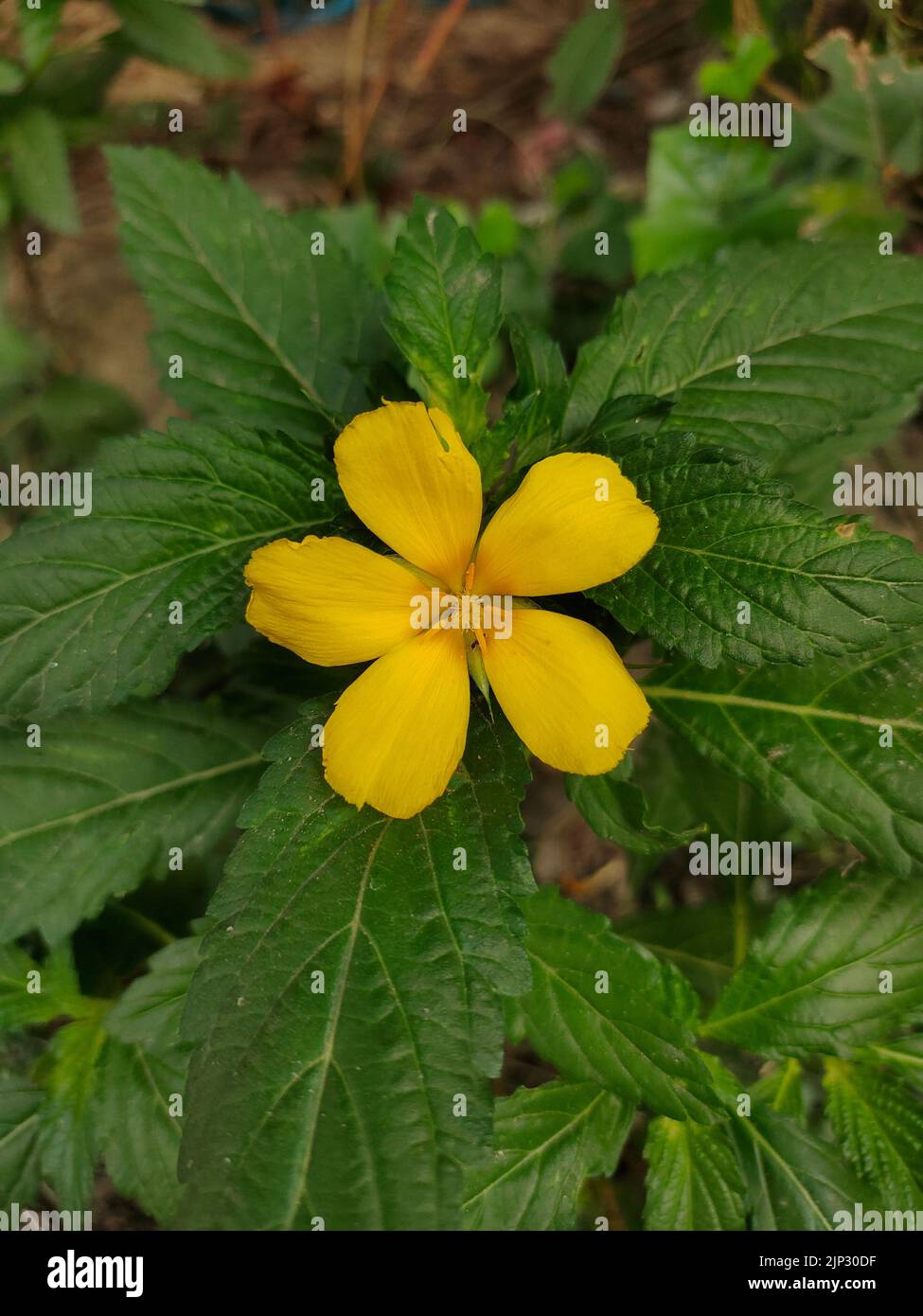 A closeup shot of a damiana flower in the garden in the daylight Stock Photo