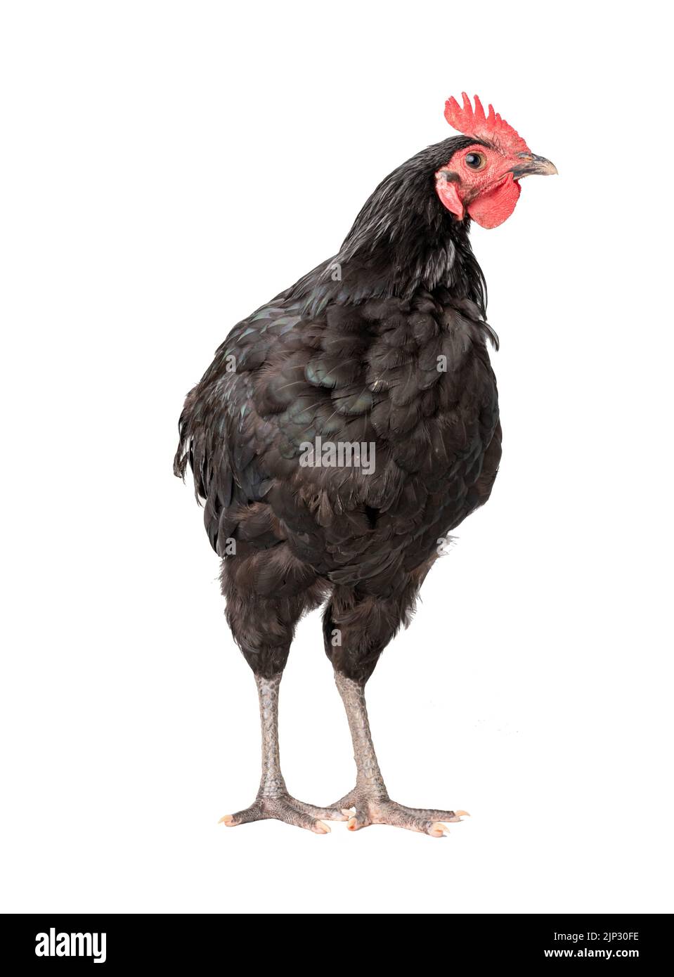 chicken have red comb. Black australorp rooster stand on isolated white