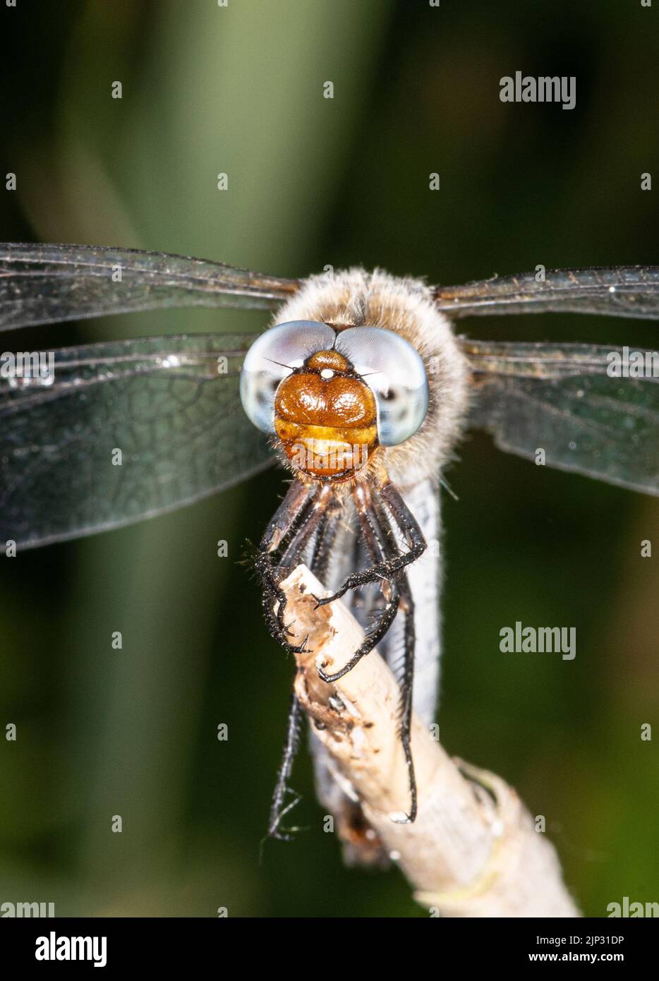 A vertical closeup of a dragonfly standing on the branch Stock Photo ...