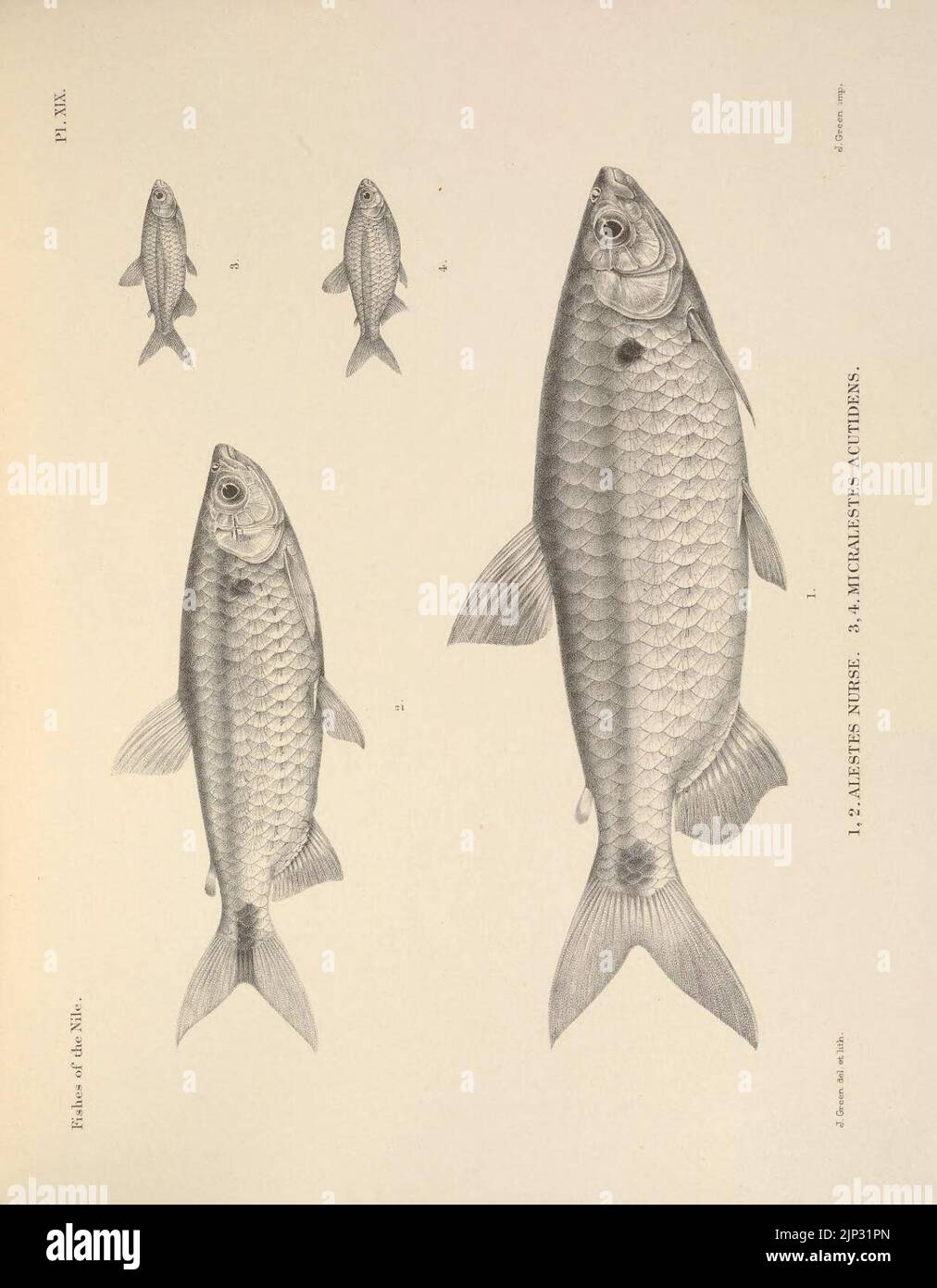 20150915195434!The fishes of the Nile (Pl. XIX) (6815492158) Stock Photo