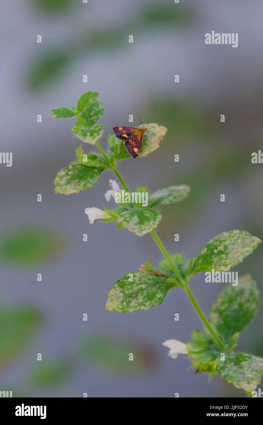 A Mint moth on the leaf of a mint plant in the summer Stock Photo Alamy