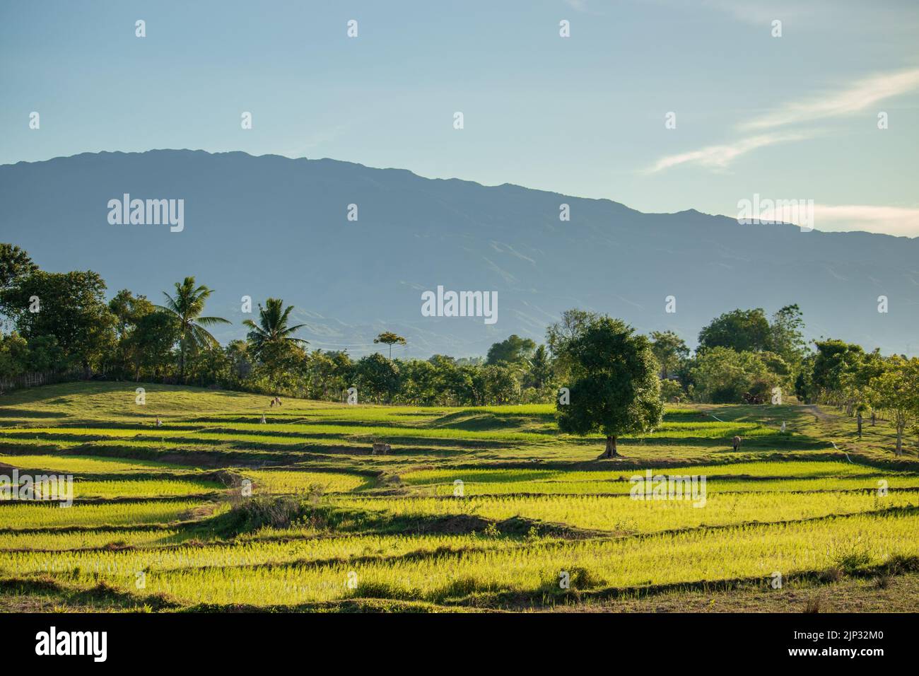 Rice fields in aceh during the growing season, Aceh, Indonesia. Stock Photo