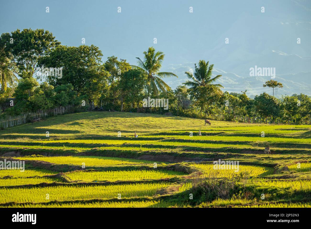 Rice fields in aceh during the growing season, Aceh, Indonesia. Stock Photo