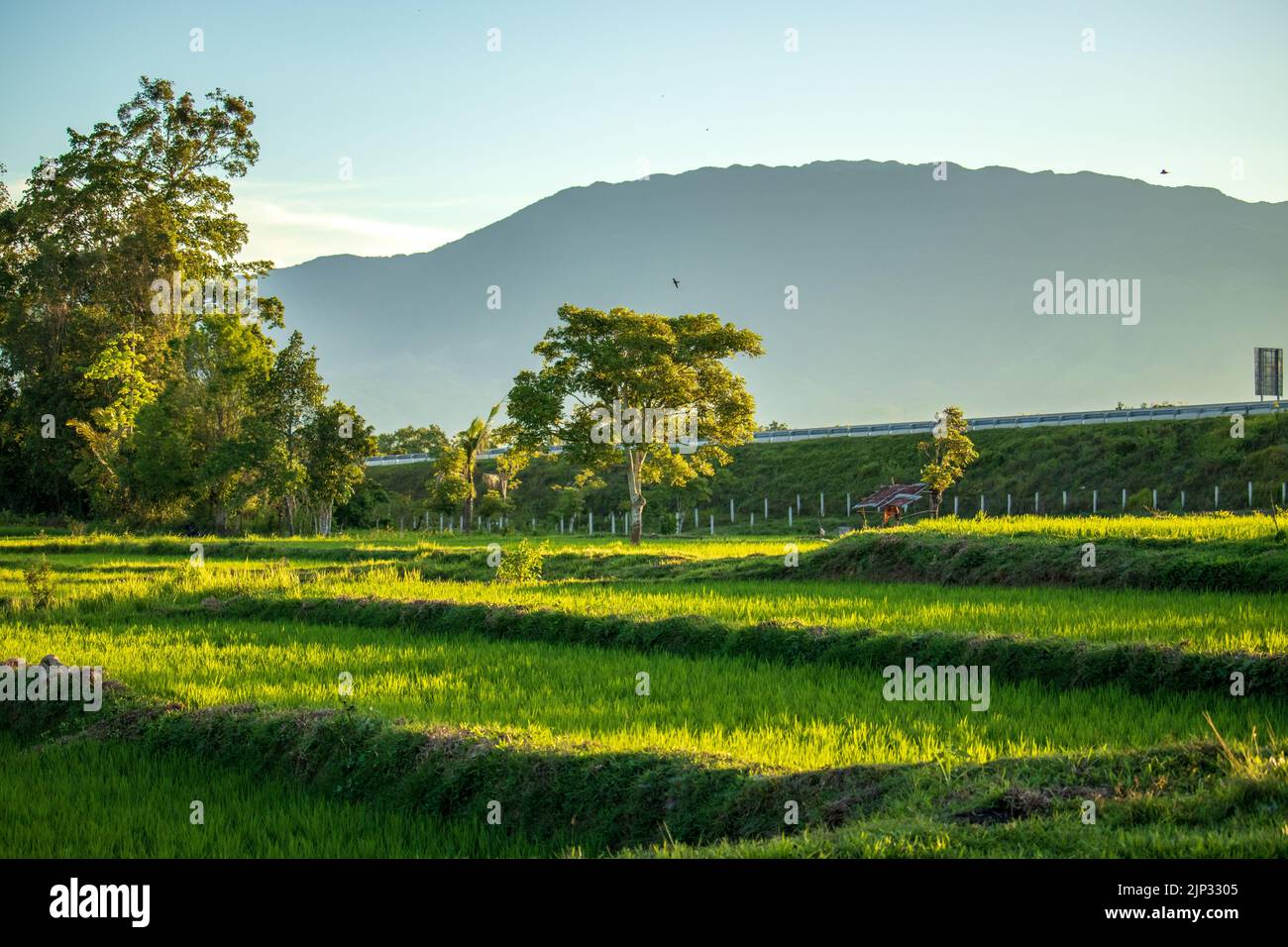 View Rice Field Human Worlds rice fields hi-res stock photography and images - Alamy