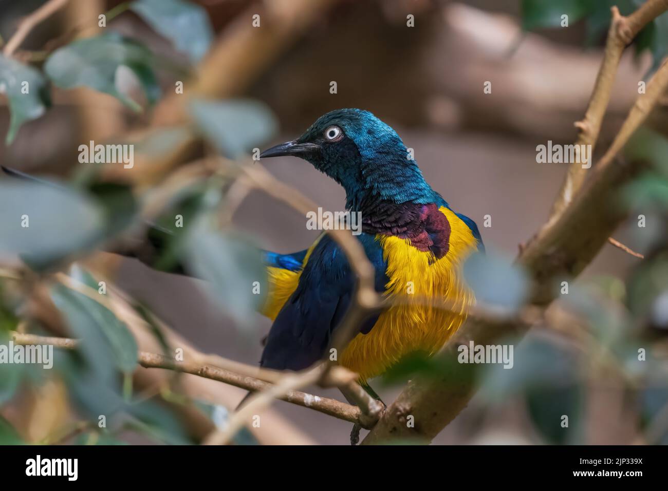 The golden-breasted starling (Lamprotornis regius) or royal starling, passerine bird in the family Sturnidae. Stock Photo