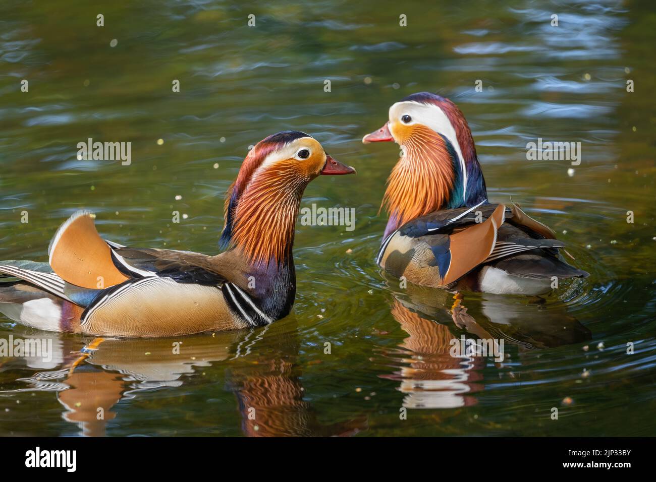 Two mandarin duck (Aix galericulata) males swimming in the lake, perching bird native to the East Palearctic, waterbird in the family Anatidae. Stock Photo