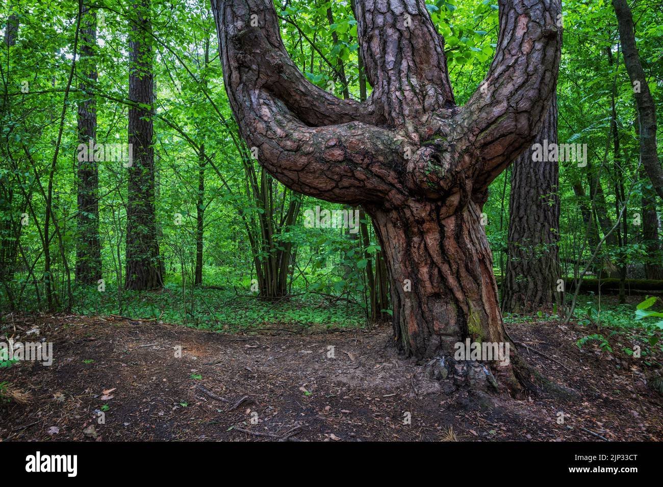 Old triple trunk pine tree in unique shape of a trident in the Kampinos Forest, Kampinoski National Park, Masovia, Poland. Stock Photo
