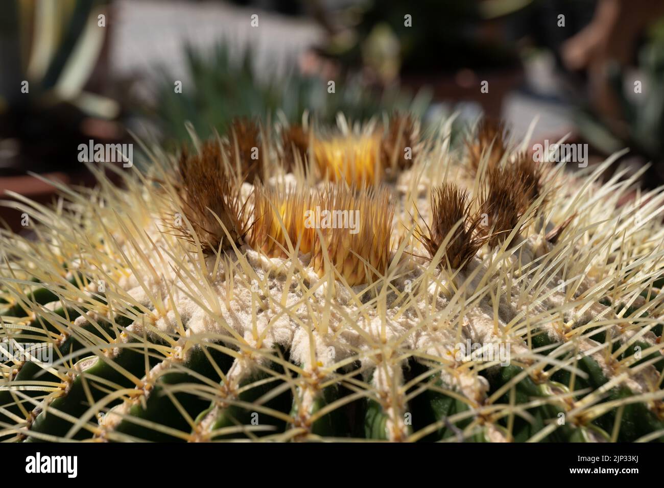Echinocactus grusonii thorny top with blooming flowers, the golden barrel cactus or golden ball, endemic to east-central Mexico. Stock Photo