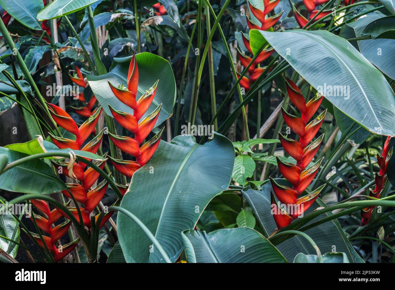 Heliconia bihai, Red Palulu,Macaw Flower or Firebird, flowering plant in the family Heliconiaceae, native to the Caribbean and northern South America. Stock Photo