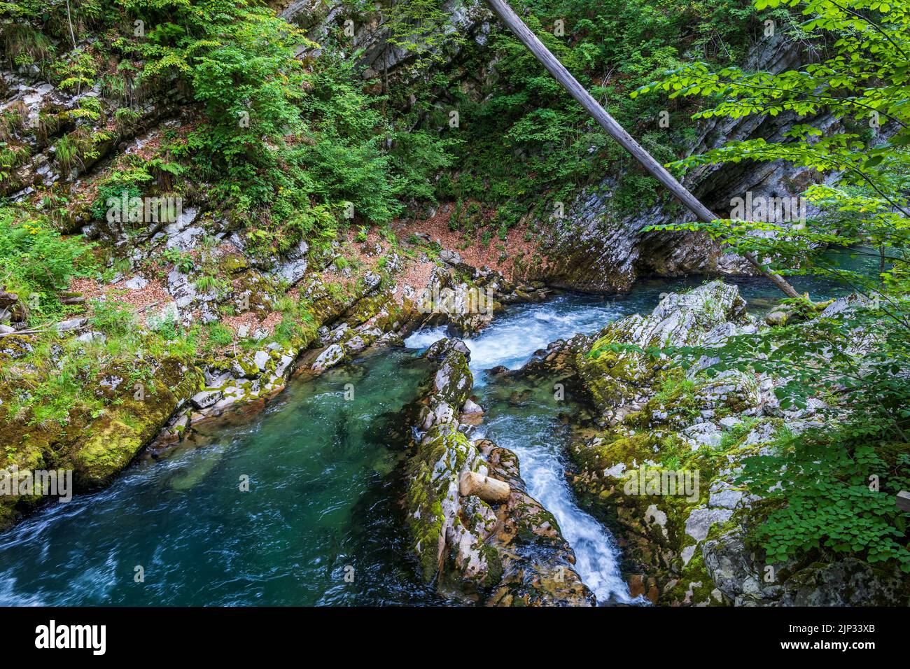 Landscape with Radovna mountain river in Vintgar Gorge, Triglav National Park, Slovenia. Stock Photo