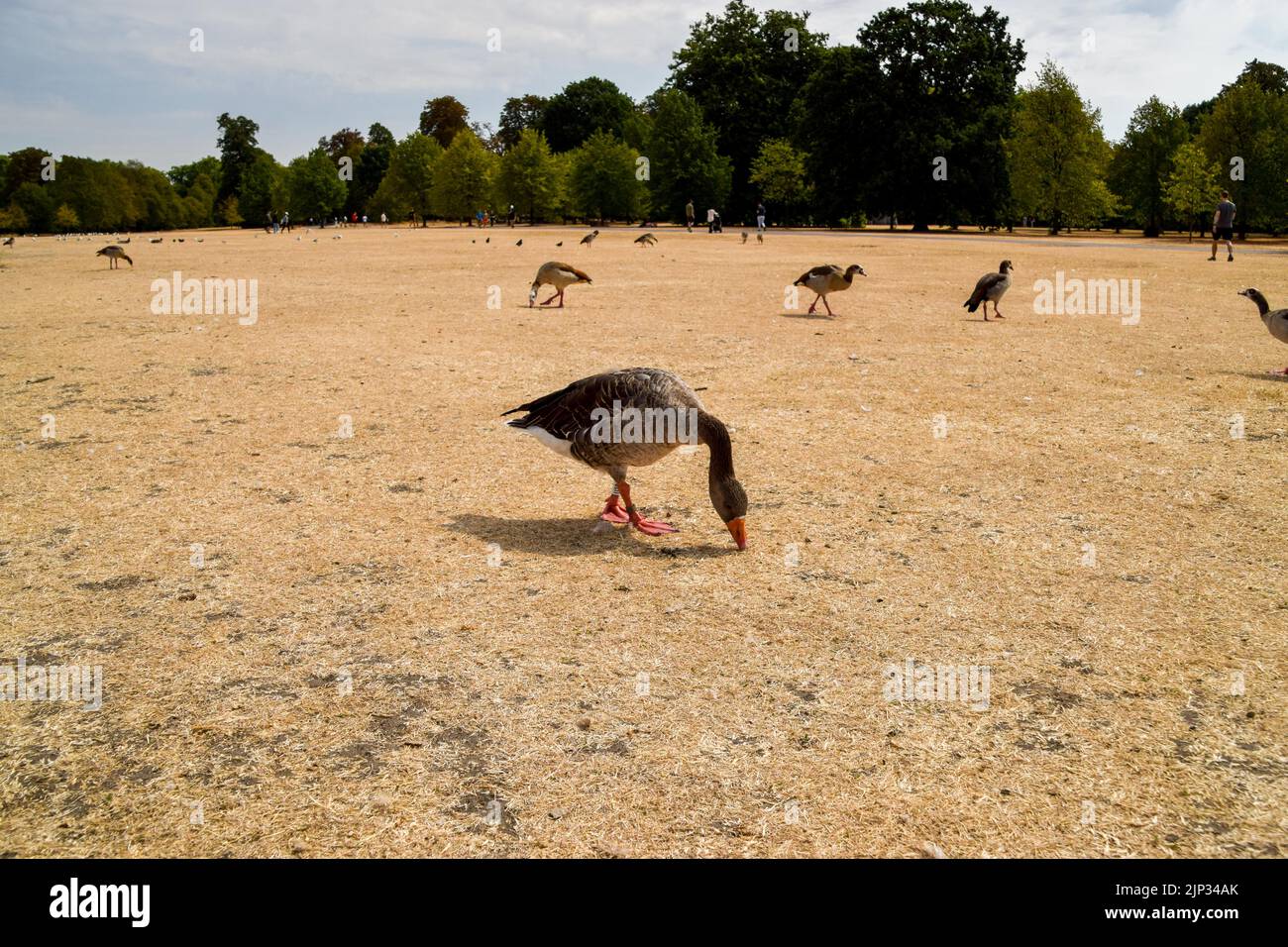 Curated visual reference: Gallery Detail: London Uk 15Th August 2022 Geese Struggle To Find Grass