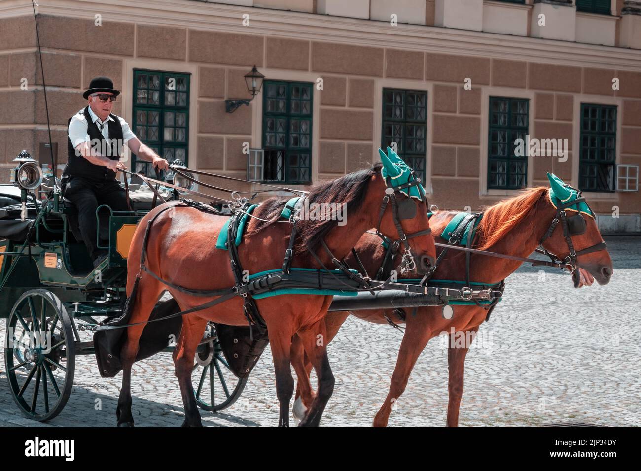 A closeup shot of a classical carriage horse driven in Vienna Stock Photo