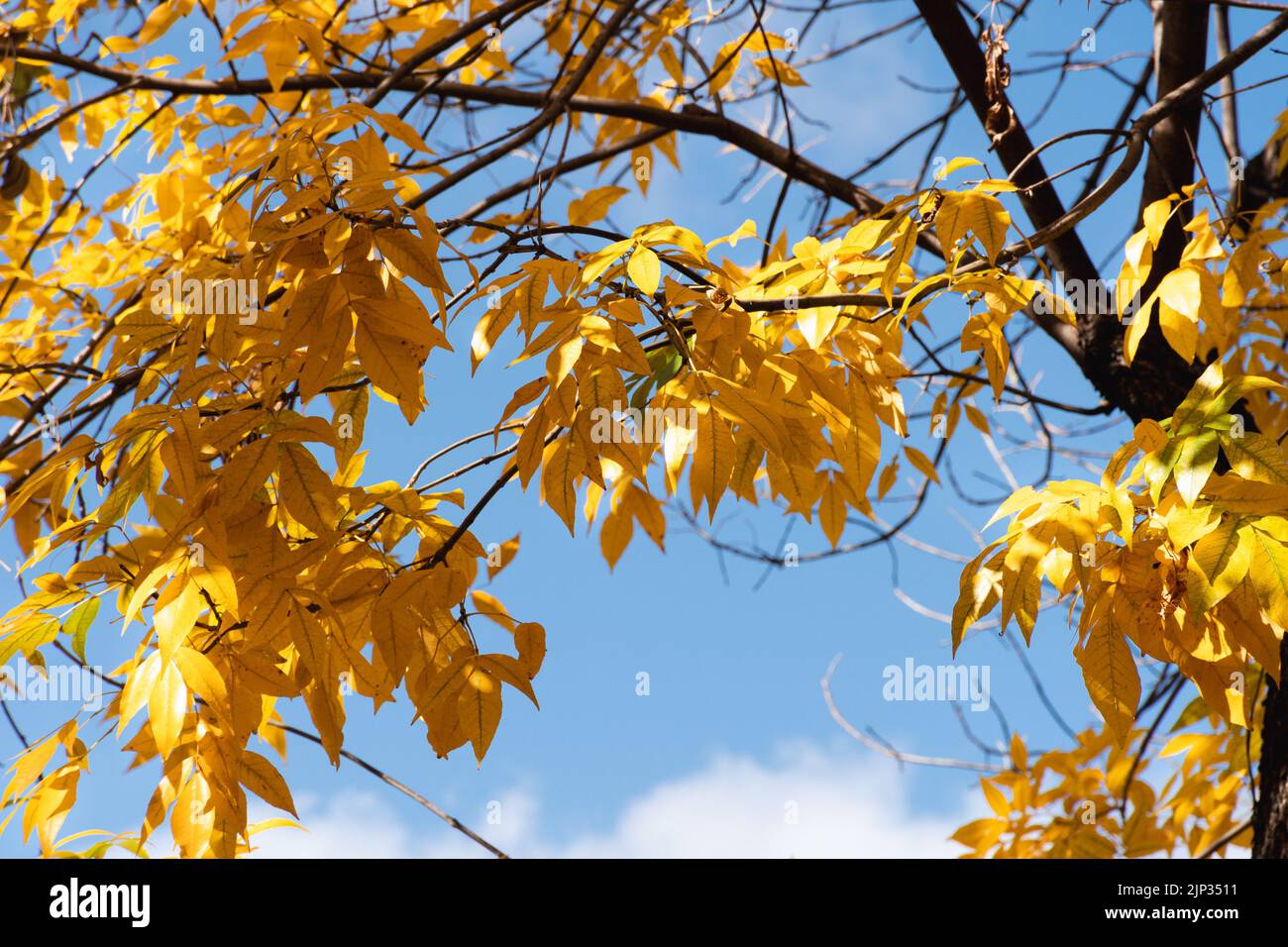 Yellow autumn leaves on a tree and sky in the background Stock Photo ...