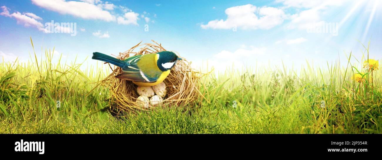 bird's nest, tomtit, brooding, bird's nests, tomtits Stock Photo - Alamy