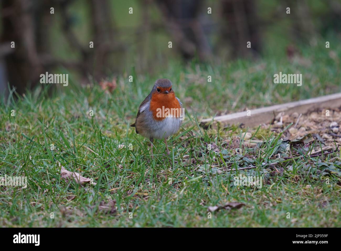 An Eurasian robin standing on the ground among green grass Stock Photo
