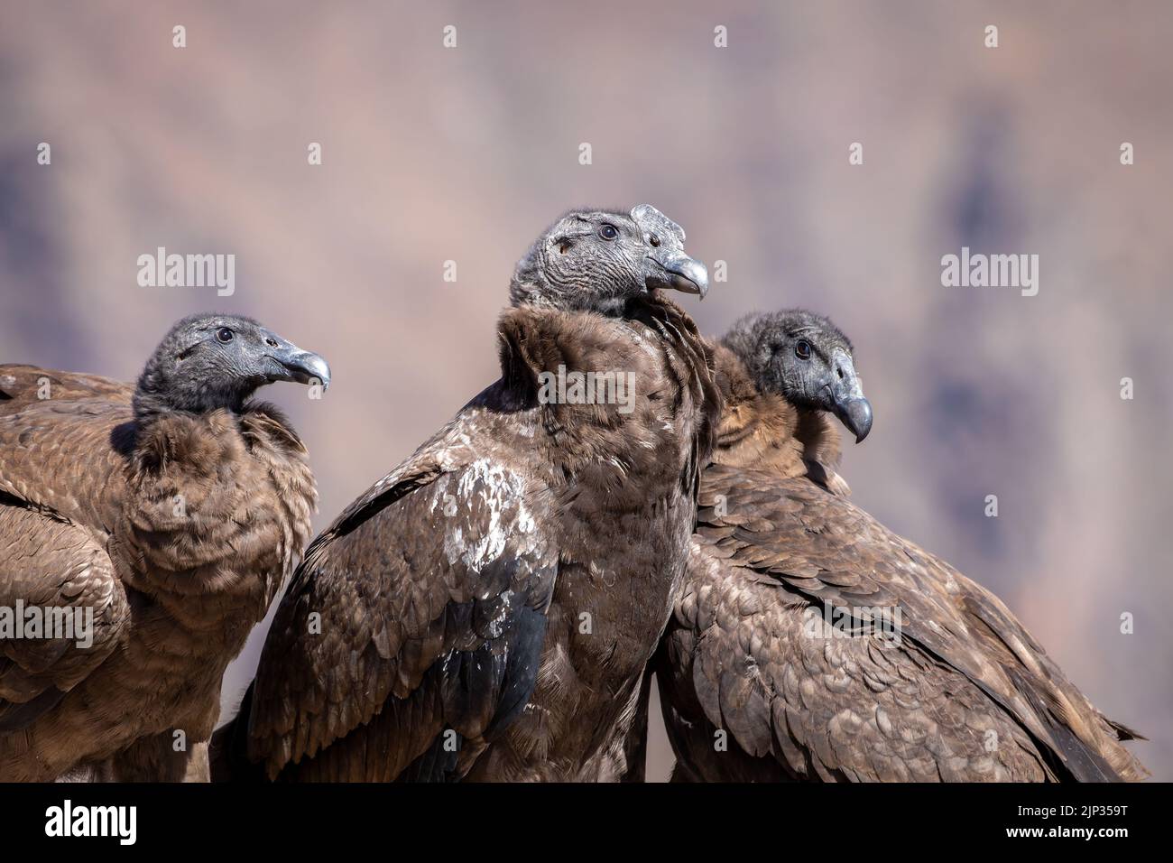 A Giants Gentle Gaze An Andean Condors Portrait - 48umwgs
