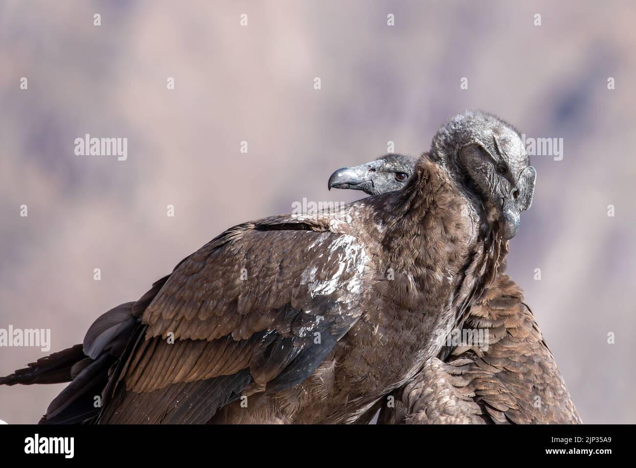 A Giants Gentle Gaze An Andean Condors Portrait - 8zl6a2g