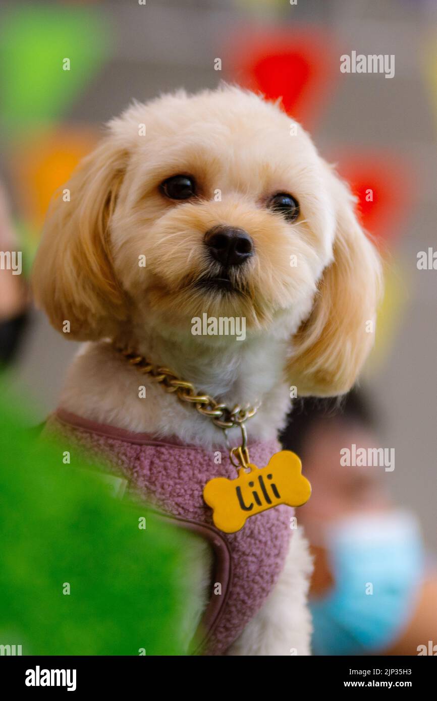 A vertical shot of a Maltese dog wearing golden chain dog collar with bone shape name tag Stock Photo