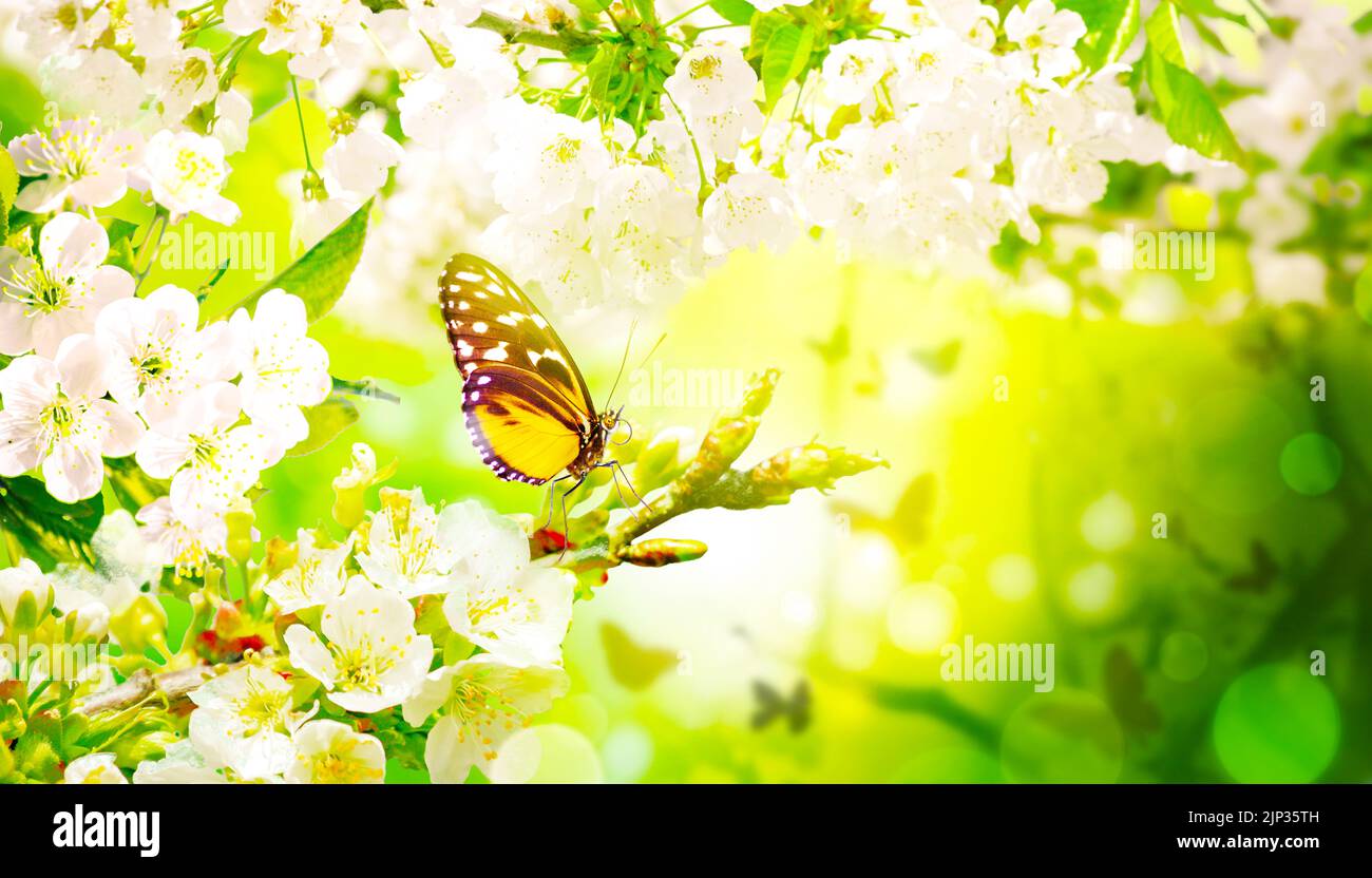high contrast, butterfly, high contrasts, butterflies Stock Photo