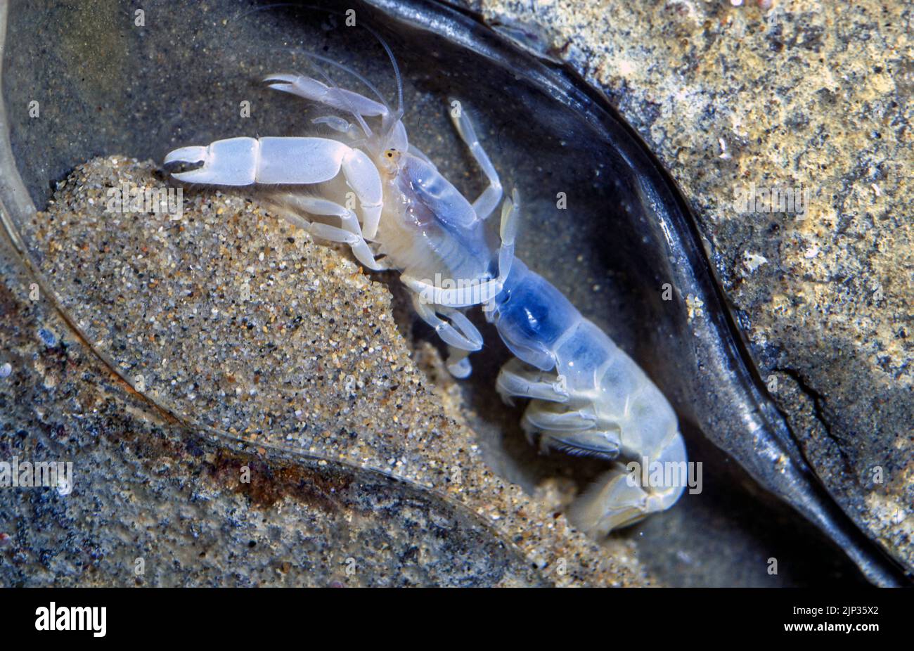 Bay ghost shrimp (Neotrypaea californiensis) Stock Photo