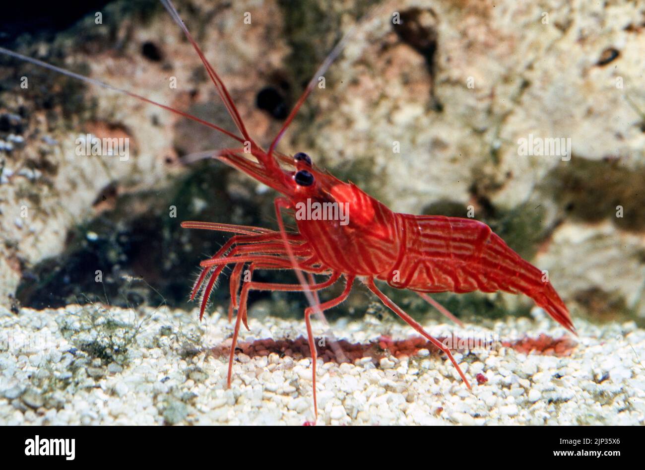 Red Rock Shrimp