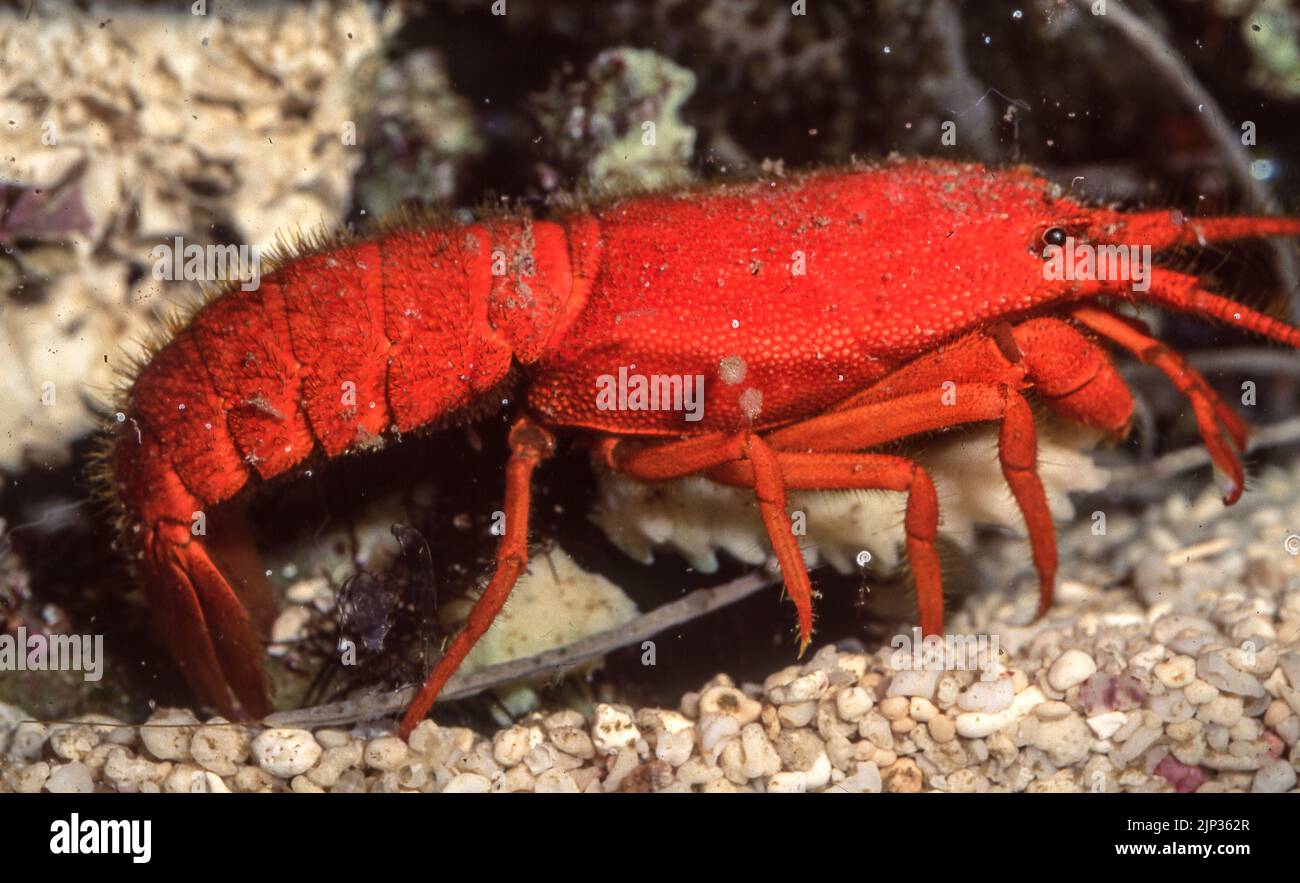 Indo-Pacific furry lobster (Palinurellus wieneckii). Stock Photo