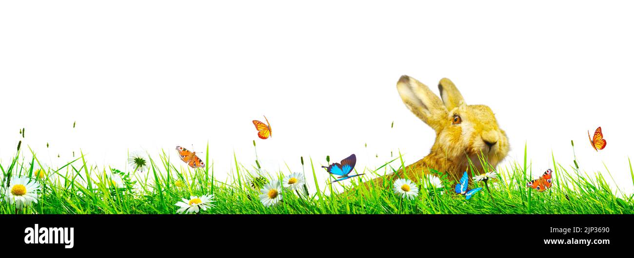 flower meadow, easter bunny, springtime, flower meadows, easter bunnies Stock Photo