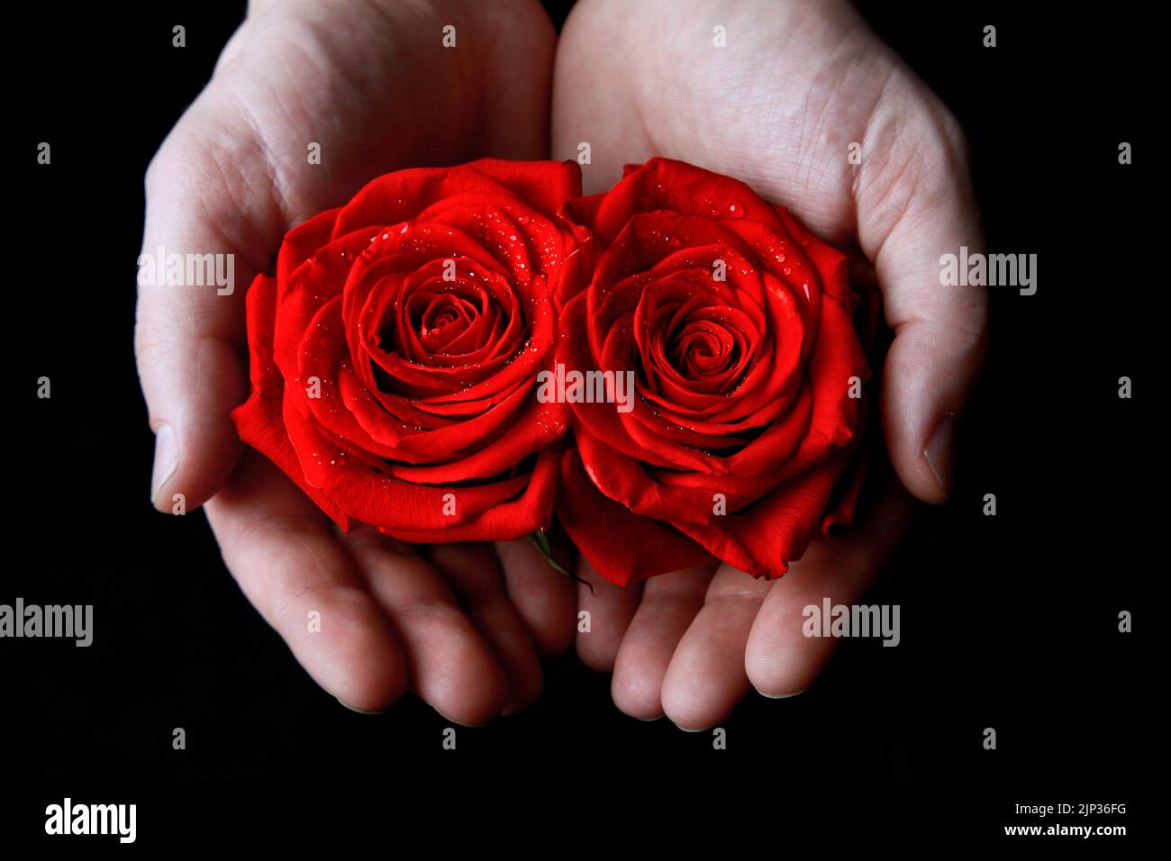 Red rose 1 hi-res stock photography and images - Alamy