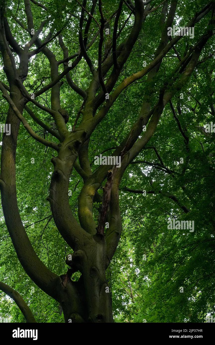 A vertical shot of the branches of a tree in a forest Stock Photo - Alamy