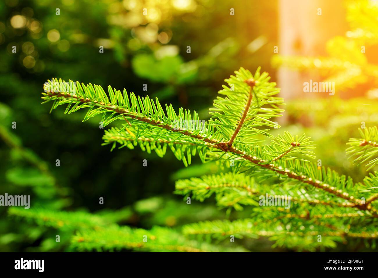 Soft focus and close up of the branches of a green spruce against the blurred background in the sunset light Stock Photo