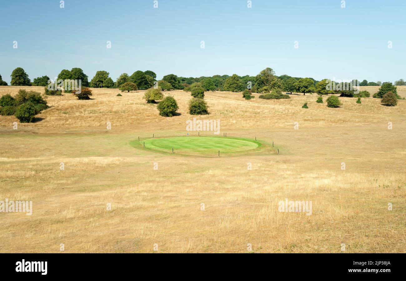 Golf course covered in dry grassland with green grass over hole from watering  during heatwave all under clear blue sky in summer in Beverley, UK. Stock Photo