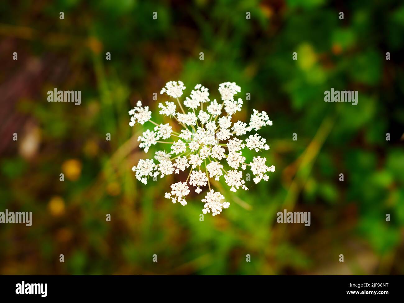 White pignut flower on the background of the morning forest Stock Photo