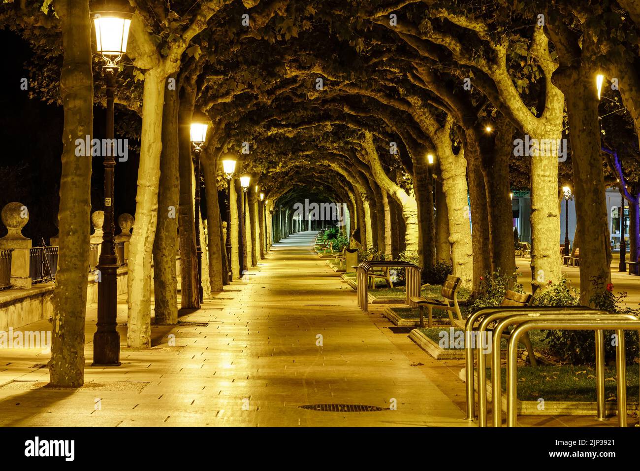 lighted walkway in a public park with trees tunneling through the