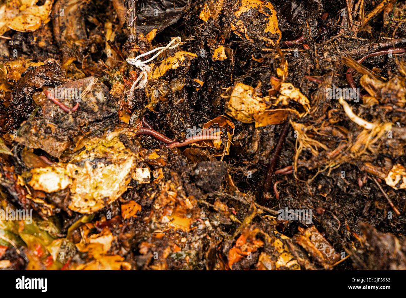 compost, earthworm, waste, composts, earthworms, wastes Stock Photo Alamy