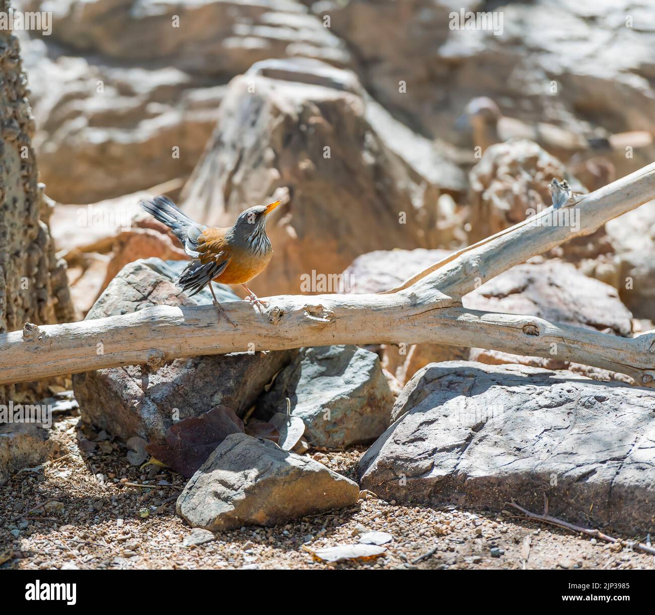 Rufous-backed thrush or Rufous-backed robin (Turdus rufopalliatus) sitting on a dead wood. Sonoran desert. Arizona. USA Stock Photo